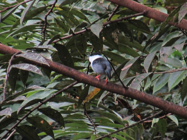 White-bearded Manakin - ML58005001