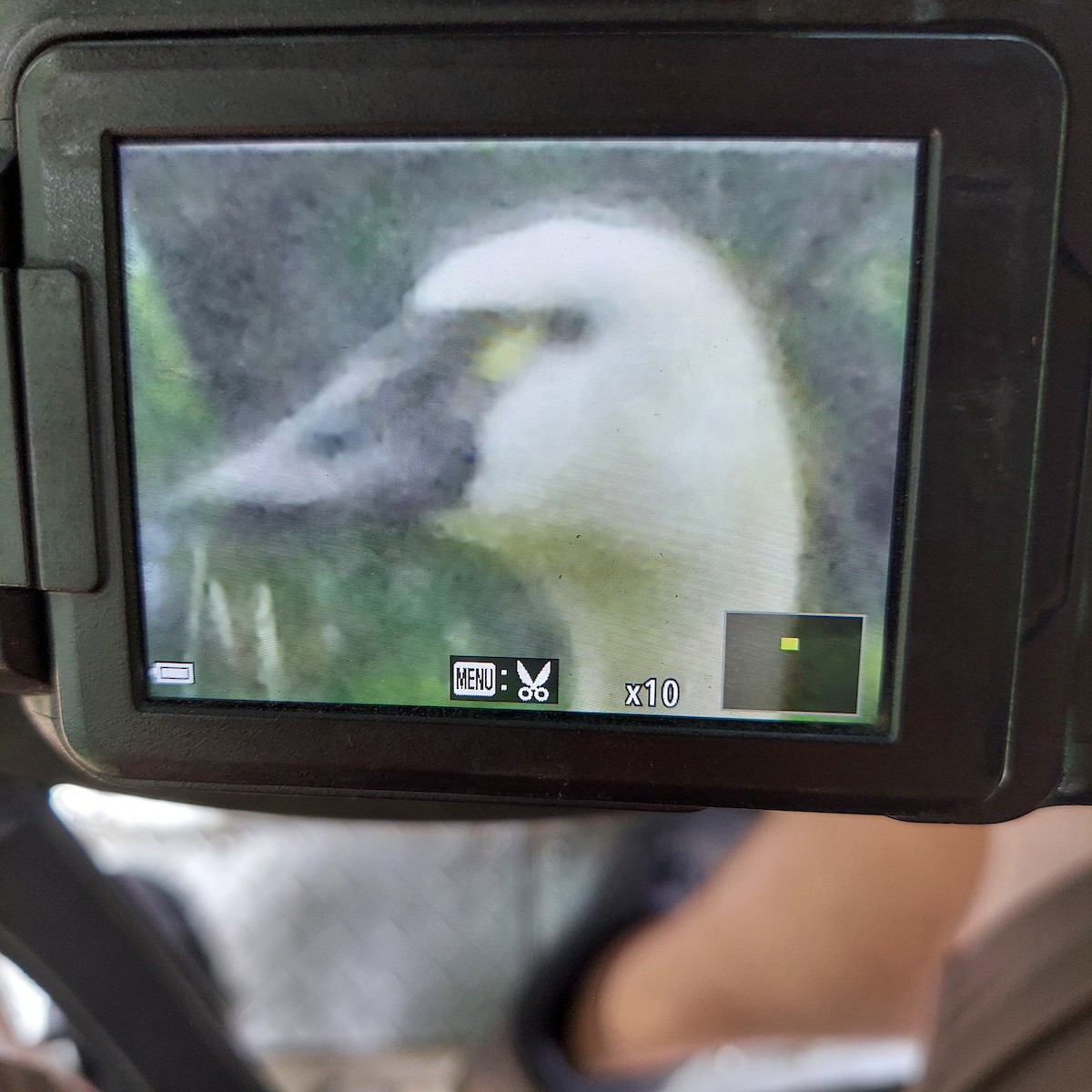 Tundra Swan - ML580051141