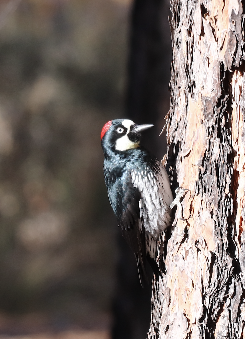 Acorn Woodpecker - ML580051151