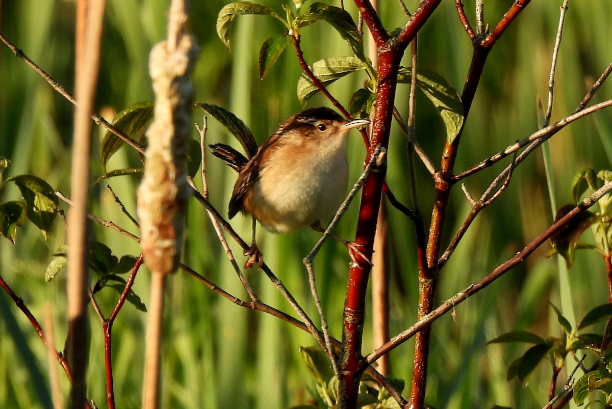 Marsh Wren - ML580051181