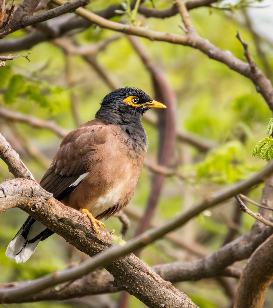 Common Myna - ML580051991