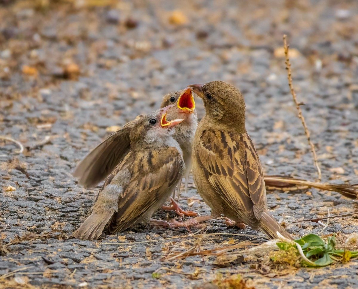 House Sparrow - Alex Alaman