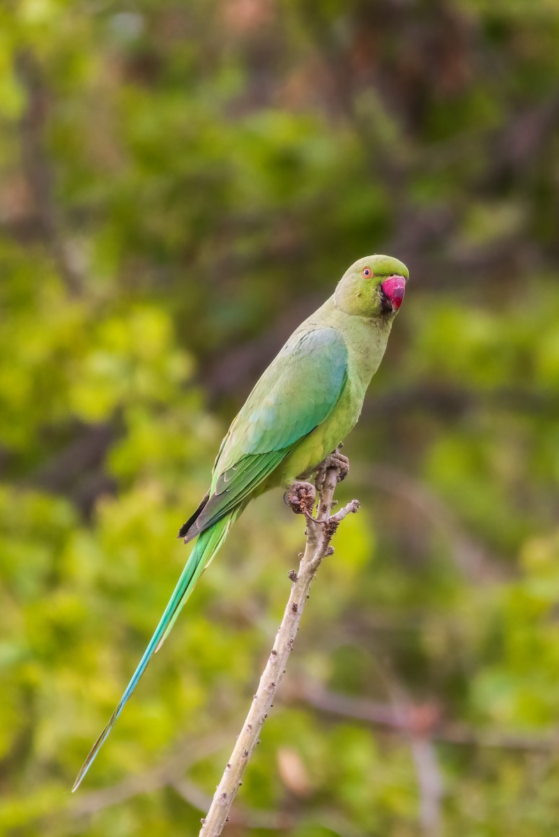 Rose-ringed Parakeet - Alex Alaman