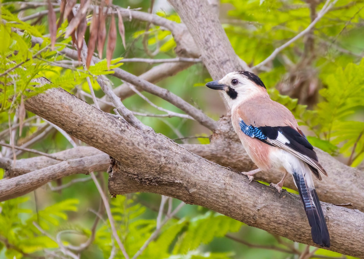 Eurasian Jay - Alex Alaman