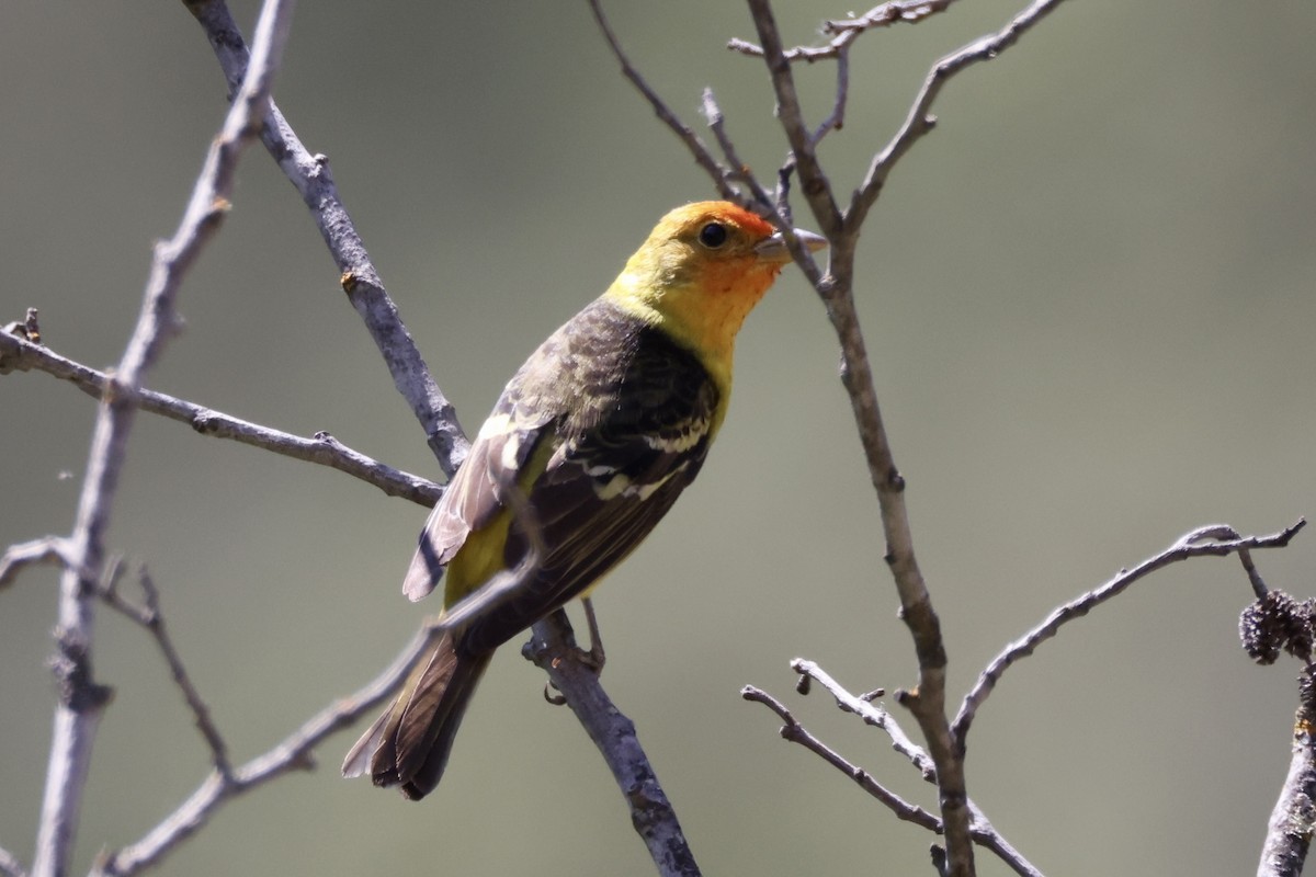 Western Tanager - Alice Church