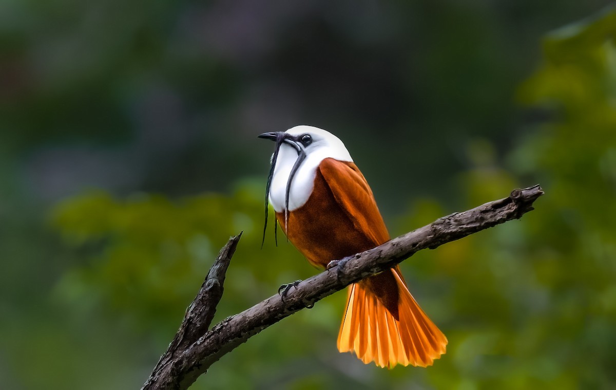 Three-wattled Bellbird - ML580054831