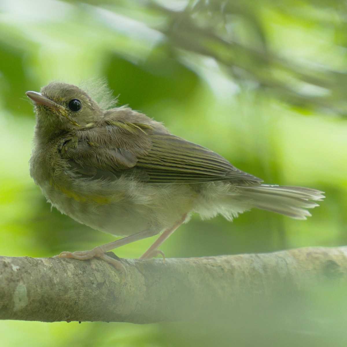 Hooded Warbler - ML580056171