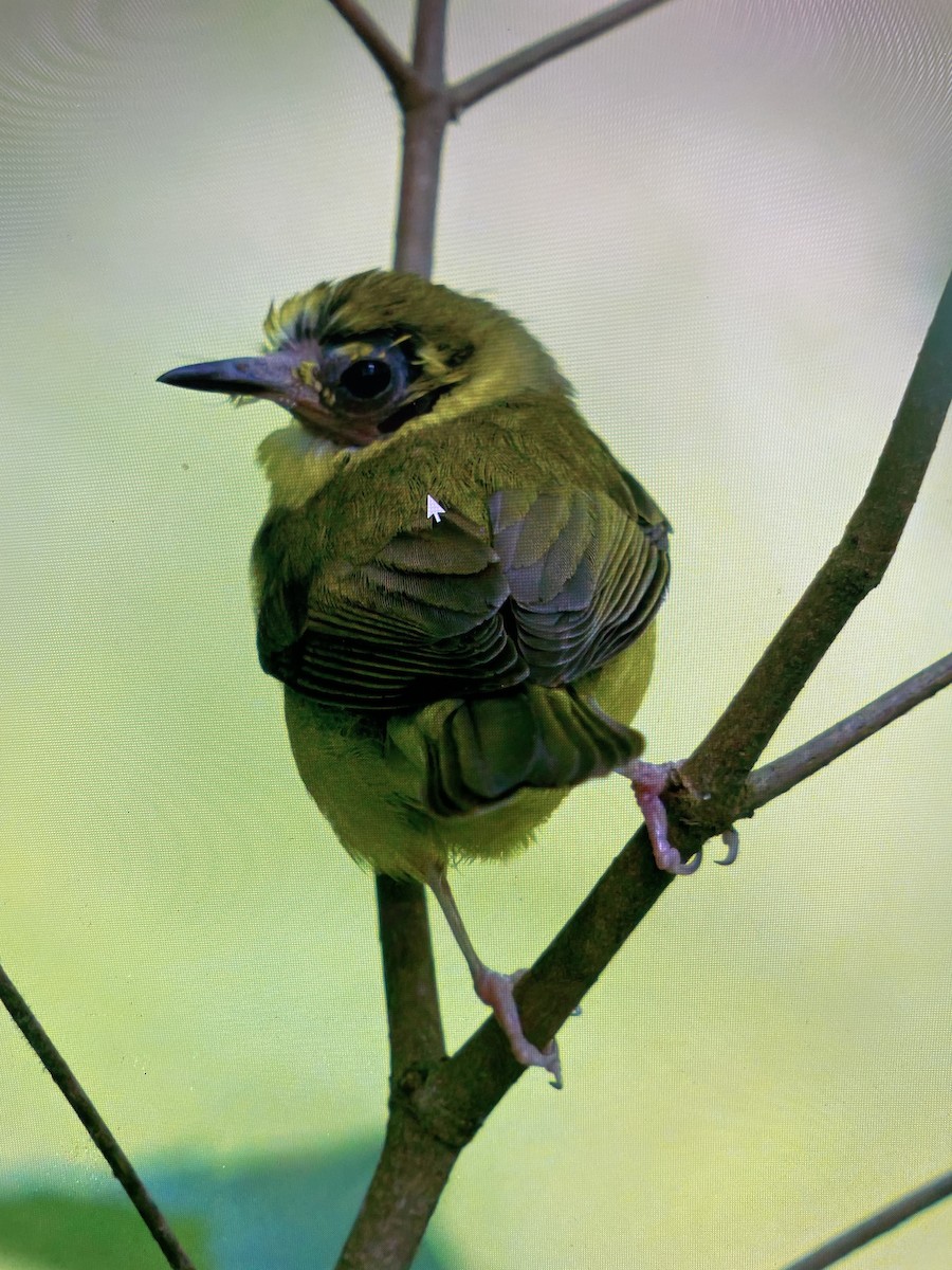 Hooded Warbler - ML580056181