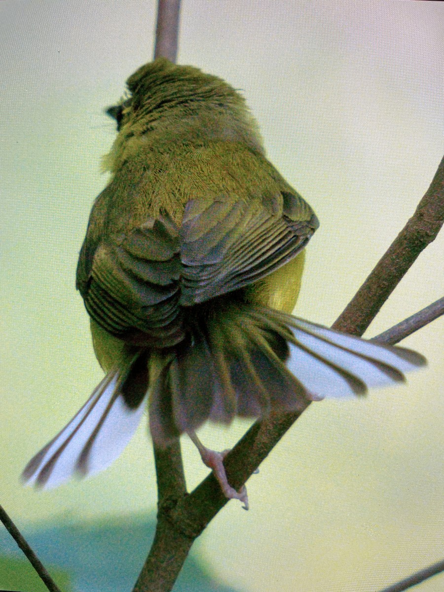 Hooded Warbler - ML580056191