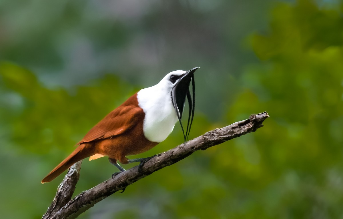 Three-wattled Bellbird - ML580056301