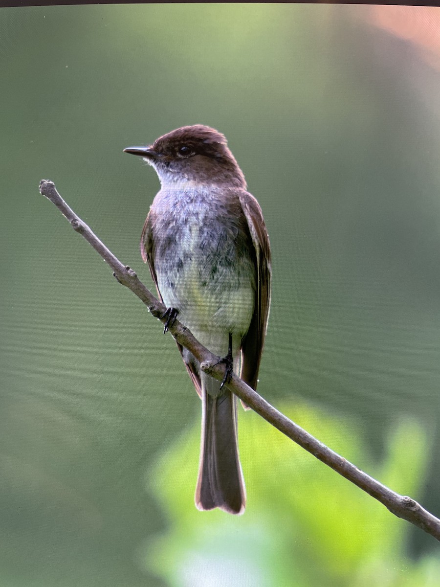 Eastern Phoebe - ML580056361