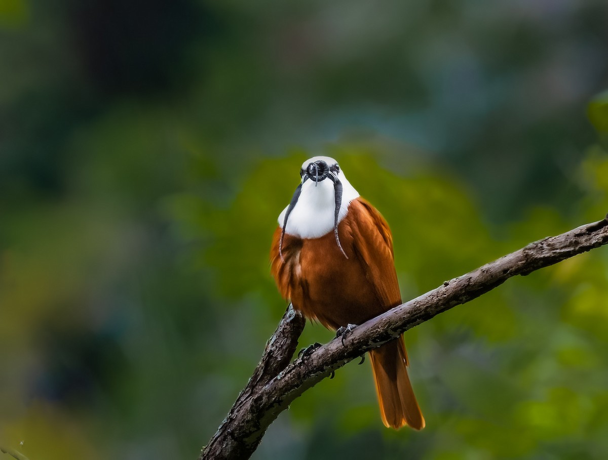 Three-wattled Bellbird - ML580056421