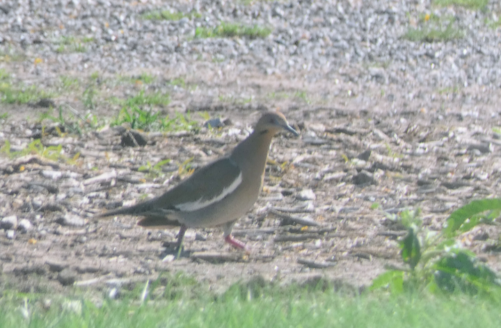 White-winged Dove - ML580057541