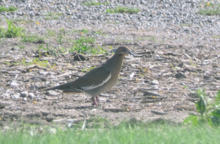 White-winged Dove - ML580057721