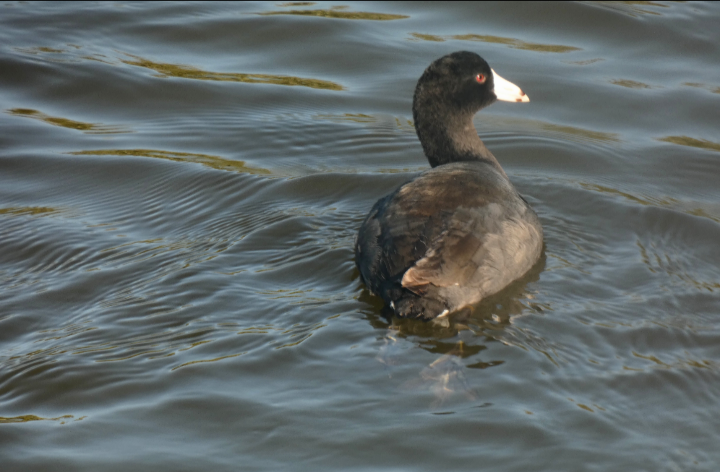 American Coot - Jacquelyn Matracia