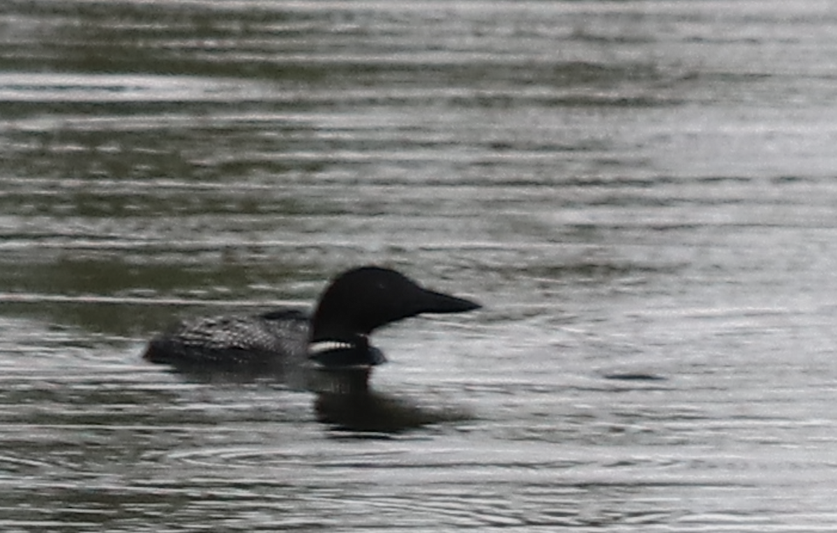 Common Loon - Jan-Thijs Menger