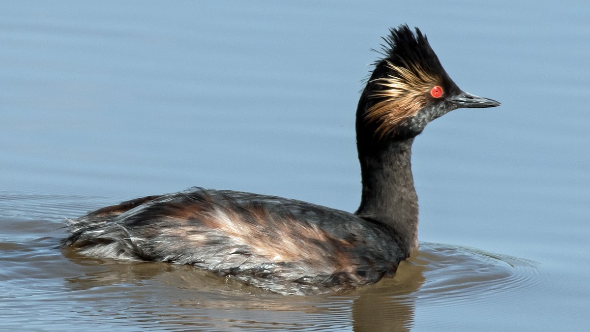 Eared Grebe - David Phillips