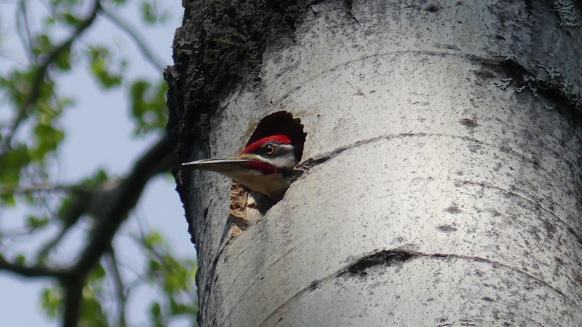 Pileated Woodpecker - ML580058711