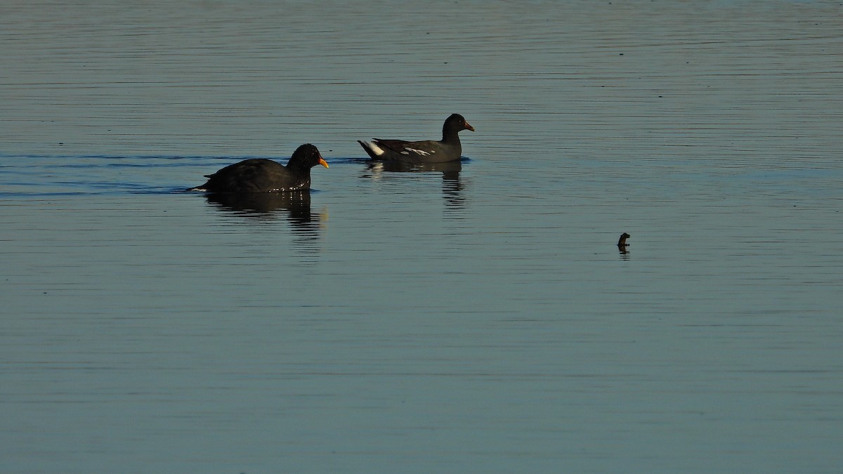 Gallinule d'Amérique - ML580059471