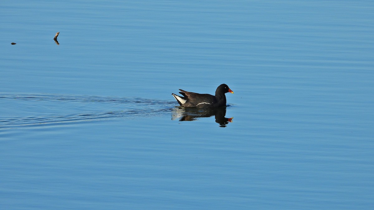 Gallinule d'Amérique - ML580059481