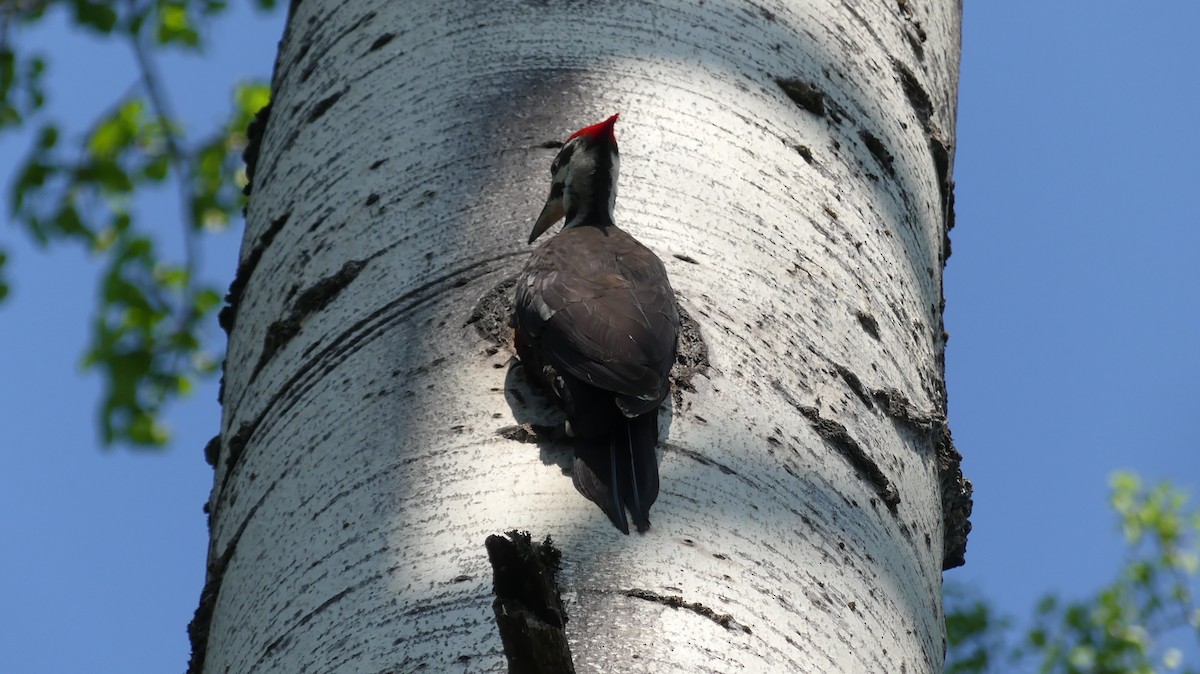 Pileated Woodpecker - ML580059551