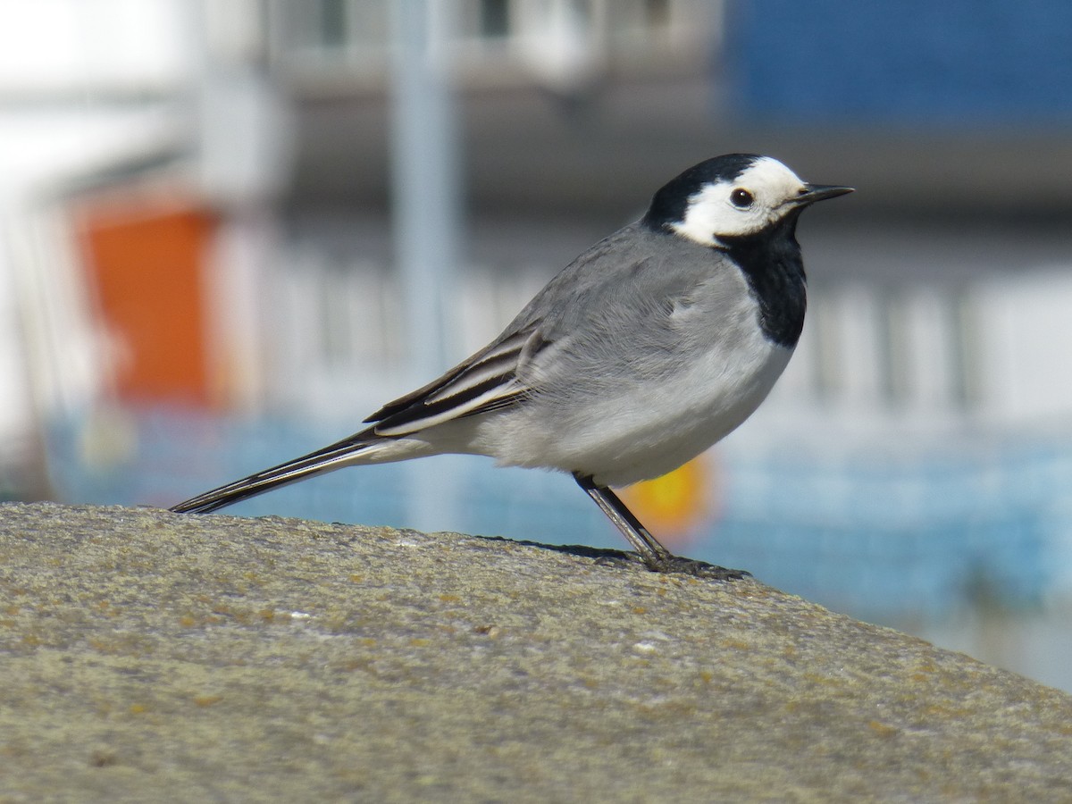 Bergeronnette grise - ML580059961