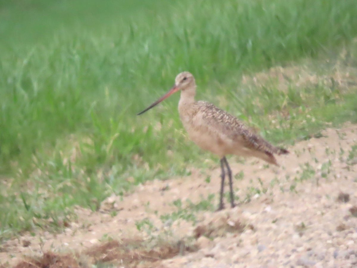 Marbled Godwit - ML580060241