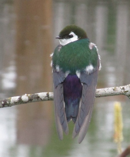 Violet-green Swallow - ML58006031