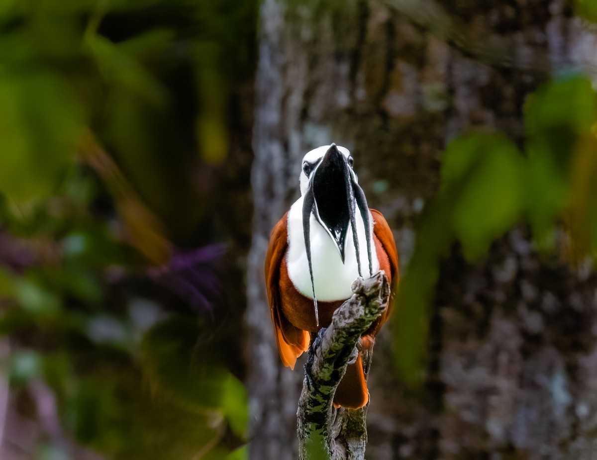 Three-wattled Bellbird - ML580060401