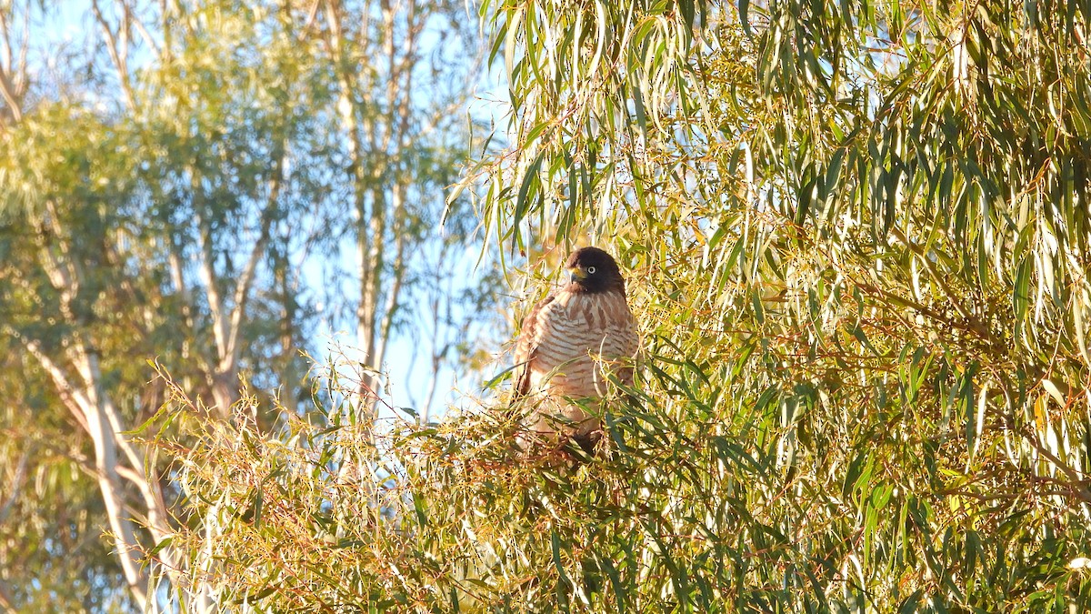 Roadside Hawk - Hugo Valderrey