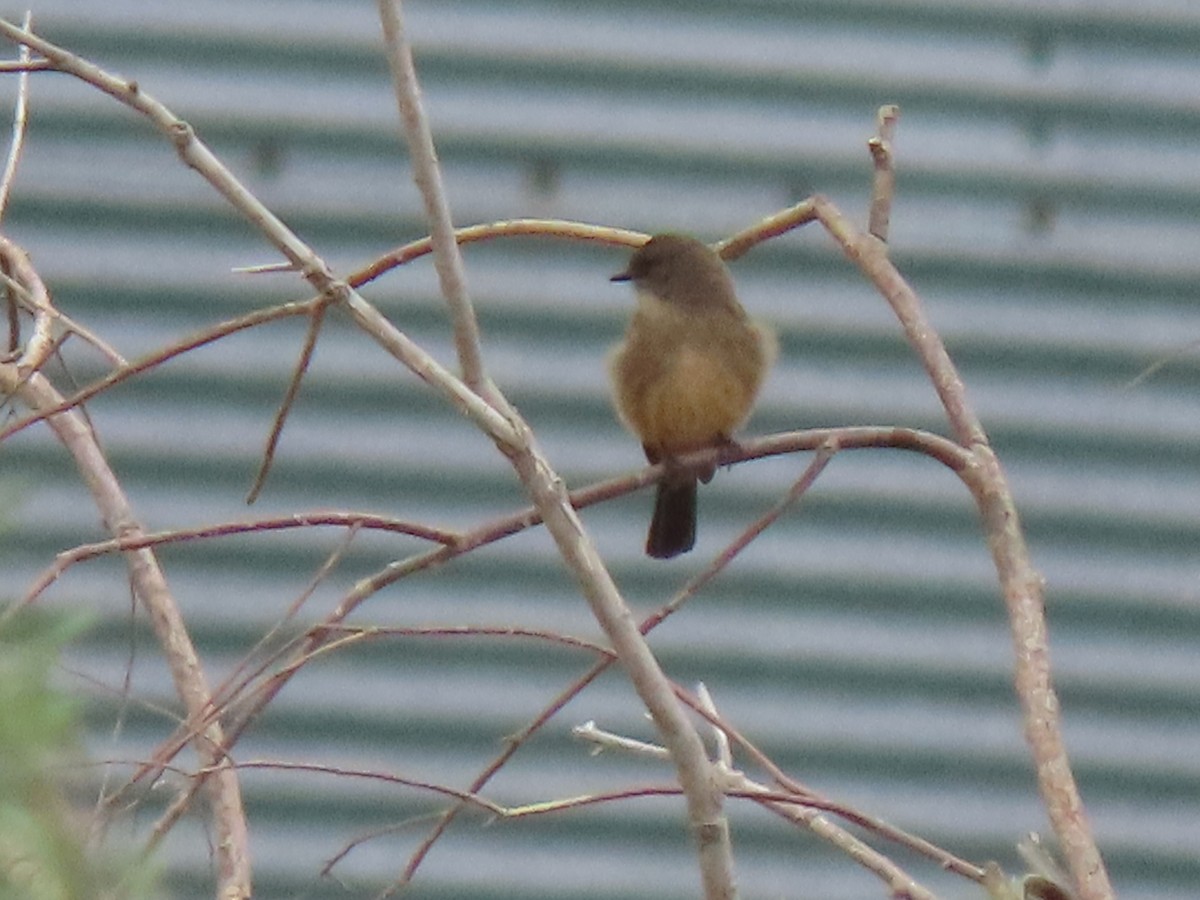 Say's Phoebe - ML580060811