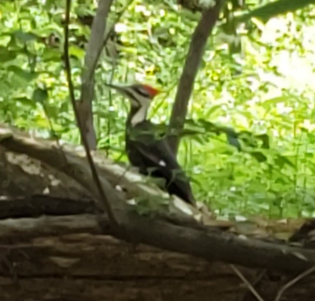 Pileated Woodpecker - ML580062471