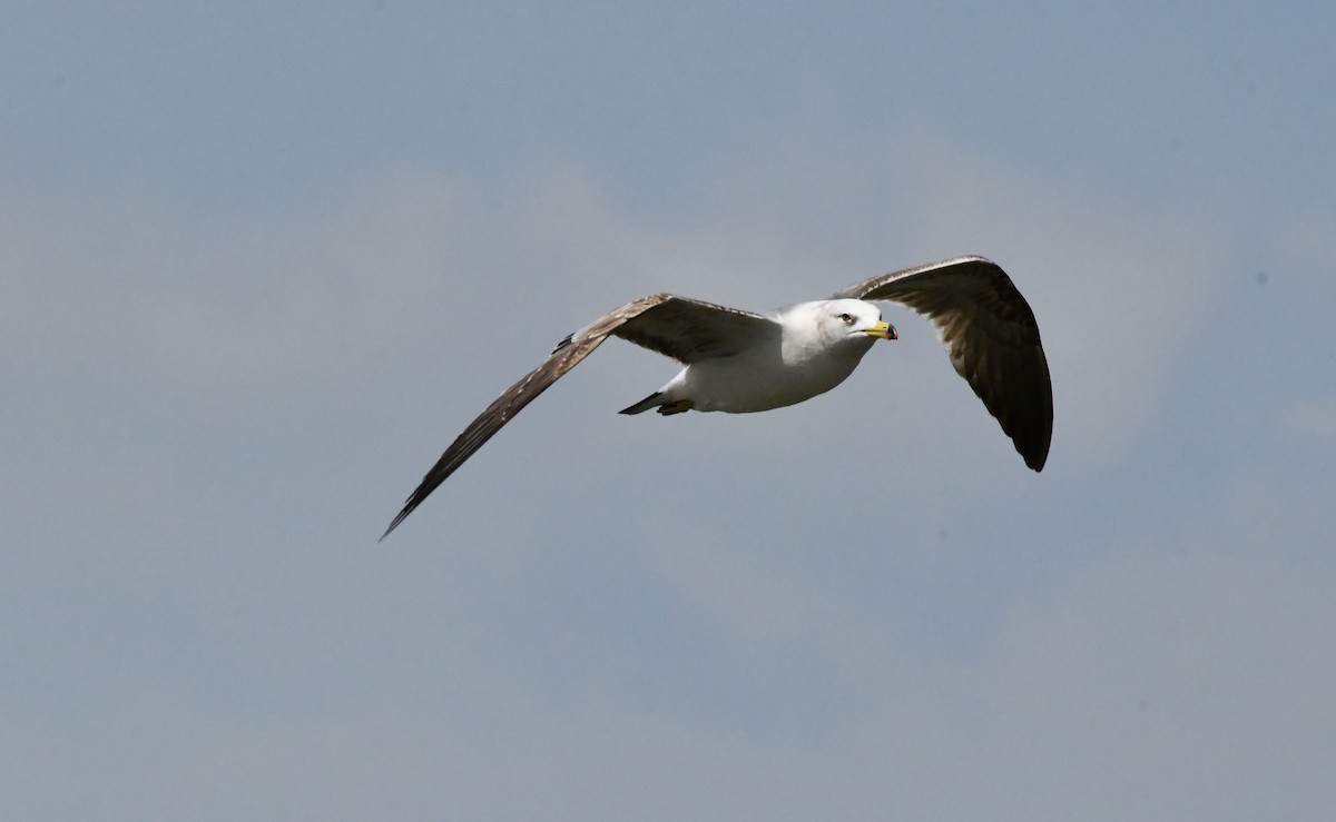 Black-tailed Gull - ML580062501