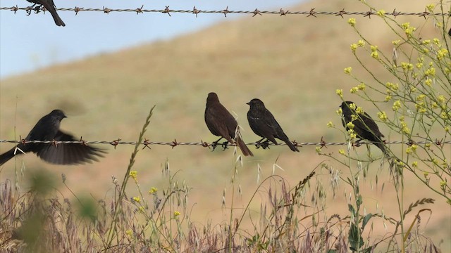 Tricolored Blackbird - ML580062621