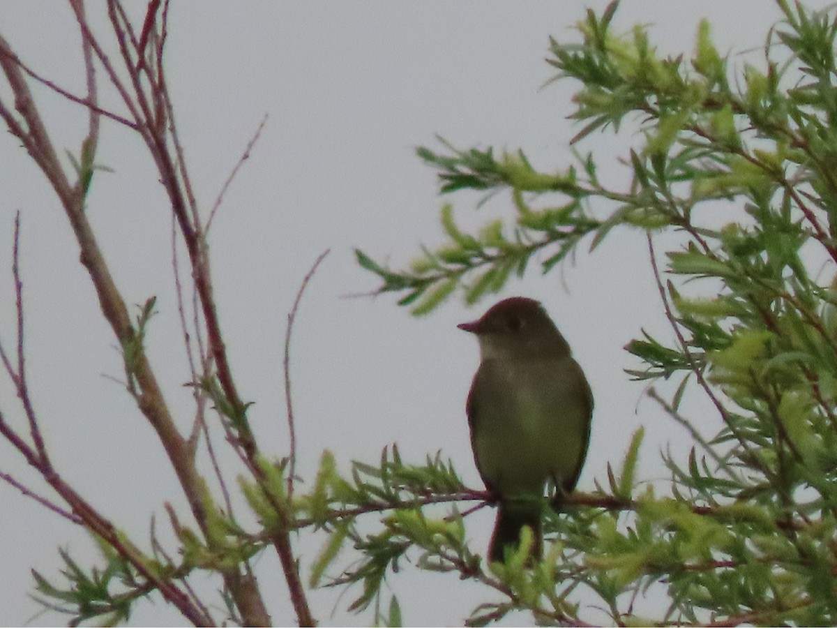 Alder/Willow Flycatcher (Traill's Flycatcher) - ML580062881