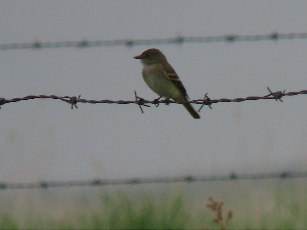 Alder/Willow Flycatcher (Traill's Flycatcher) - ML580062891