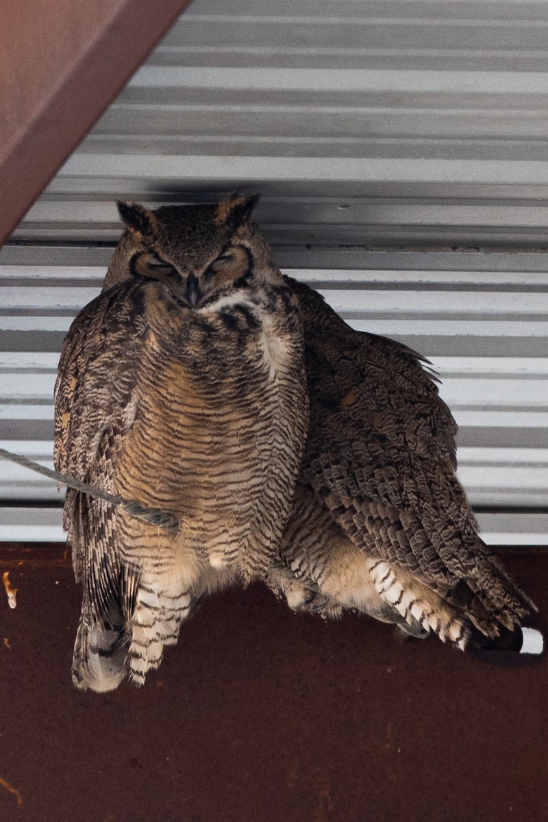 Great Horned Owl - ML580063331