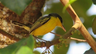 Common Tody-Flycatcher - David Forero Restrepo