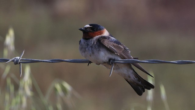 Cliff Swallow - ML580064391