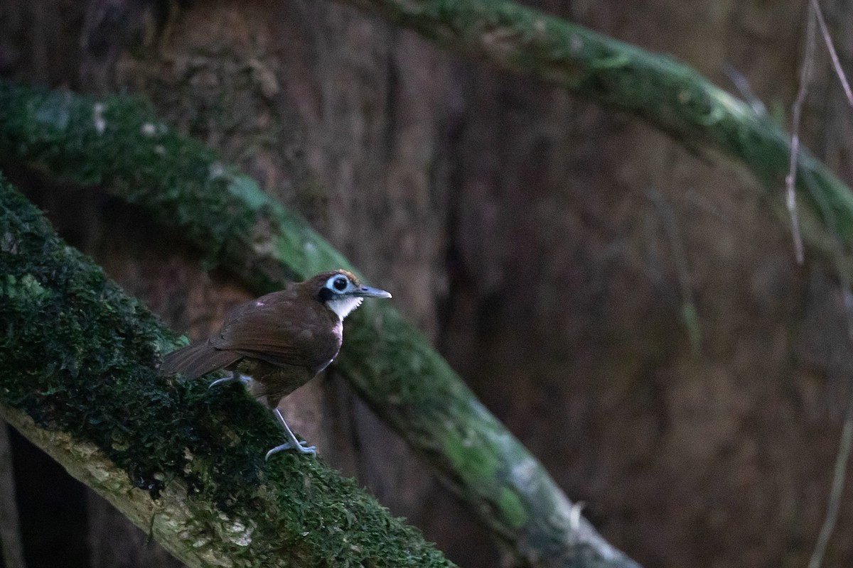 Bicolored Antbird - ML580064621