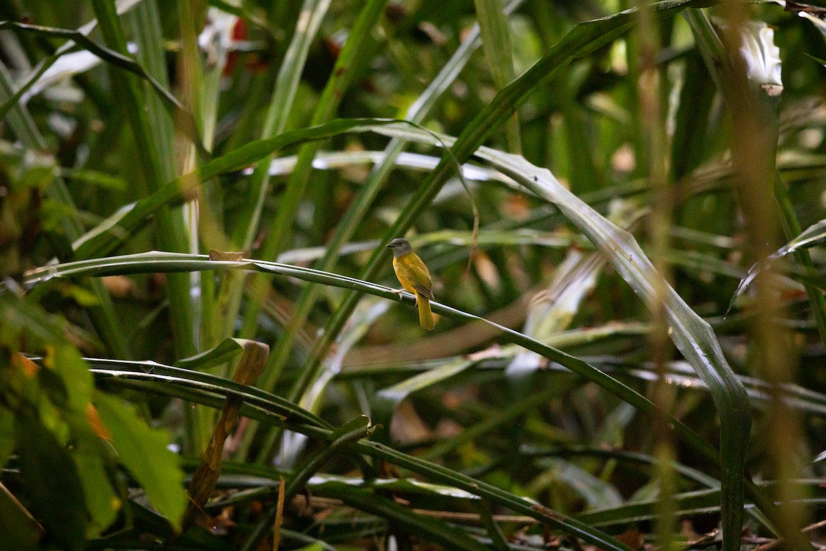 Gray-headed Tanager - ML580064811