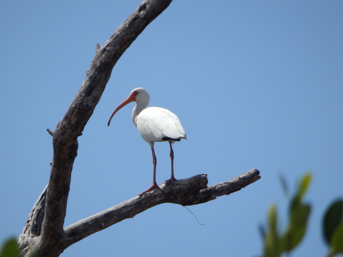 Ibis blanc - ML580065521