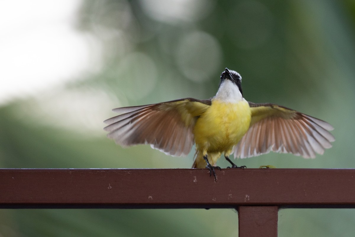 Great Kiskadee - ML580065711
