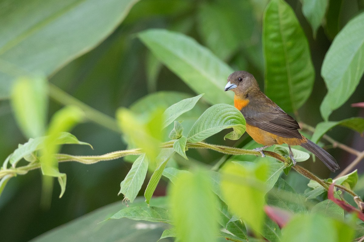 Scarlet-rumped Tanager - ML580066491