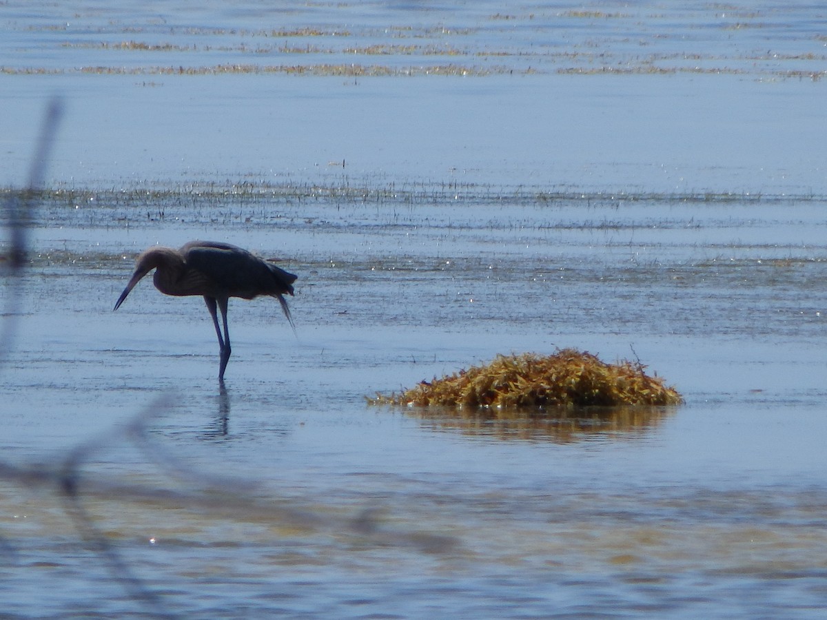 Reddish Egret - ML580068161