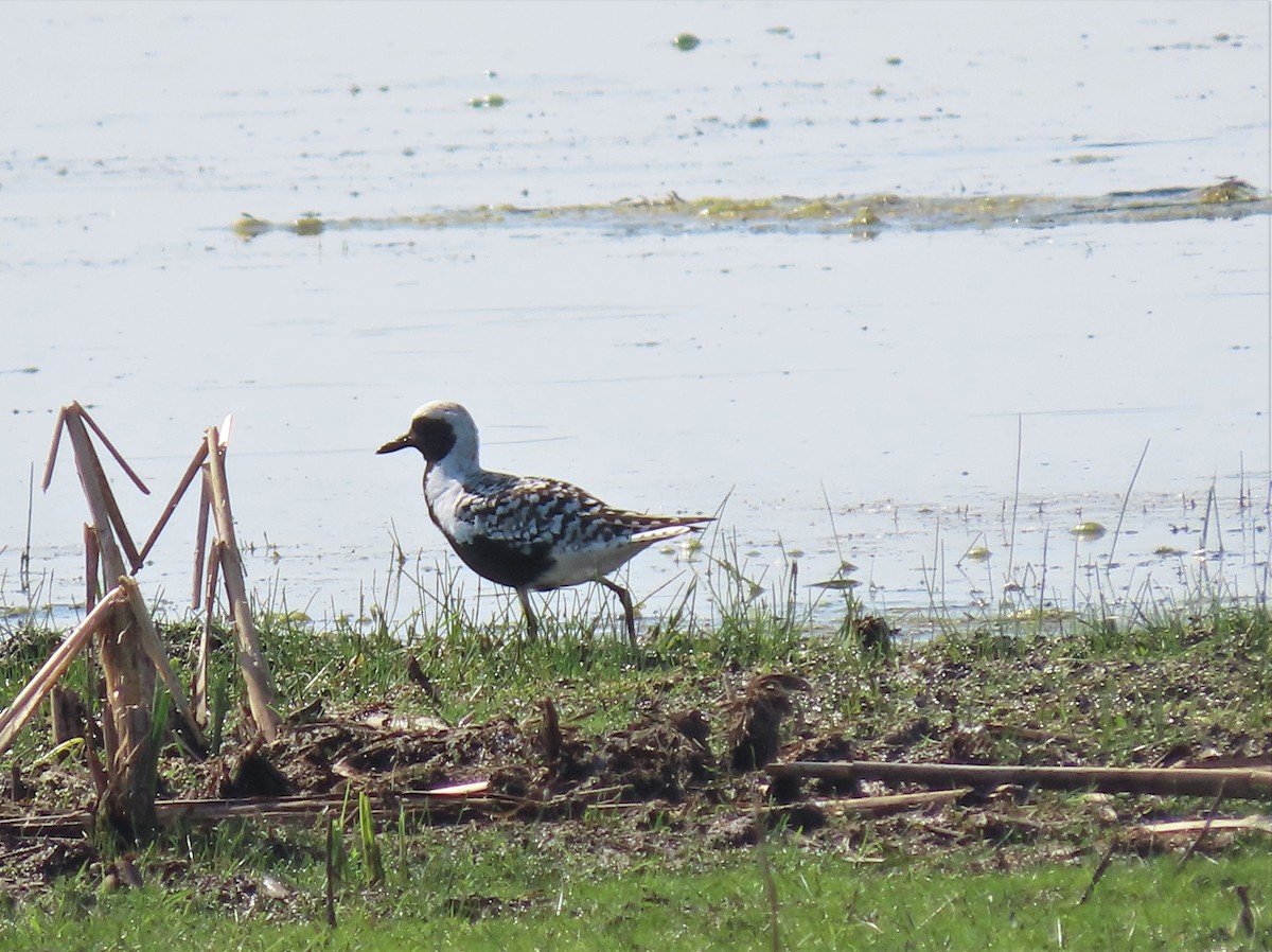 Black-bellied Plover - Mary Guell