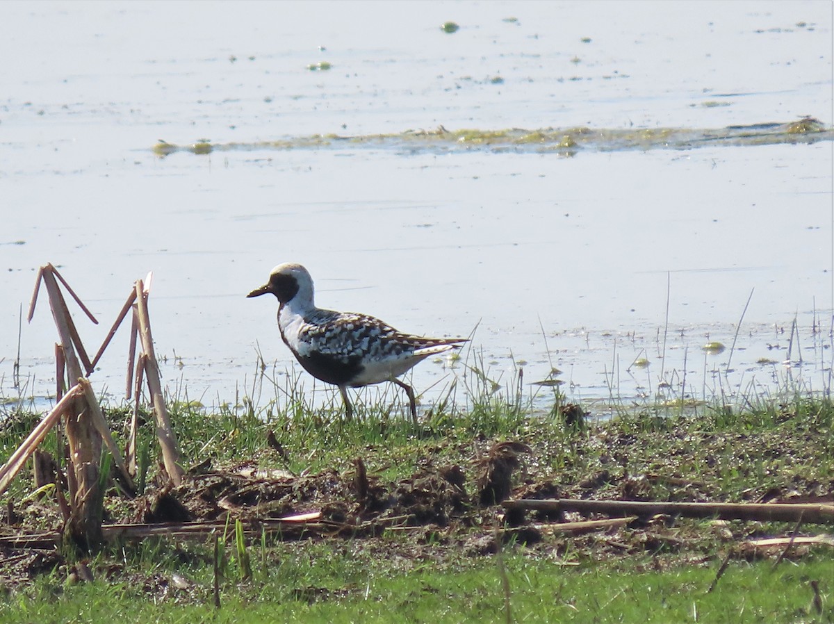 Black-bellied Plover - ML580069641