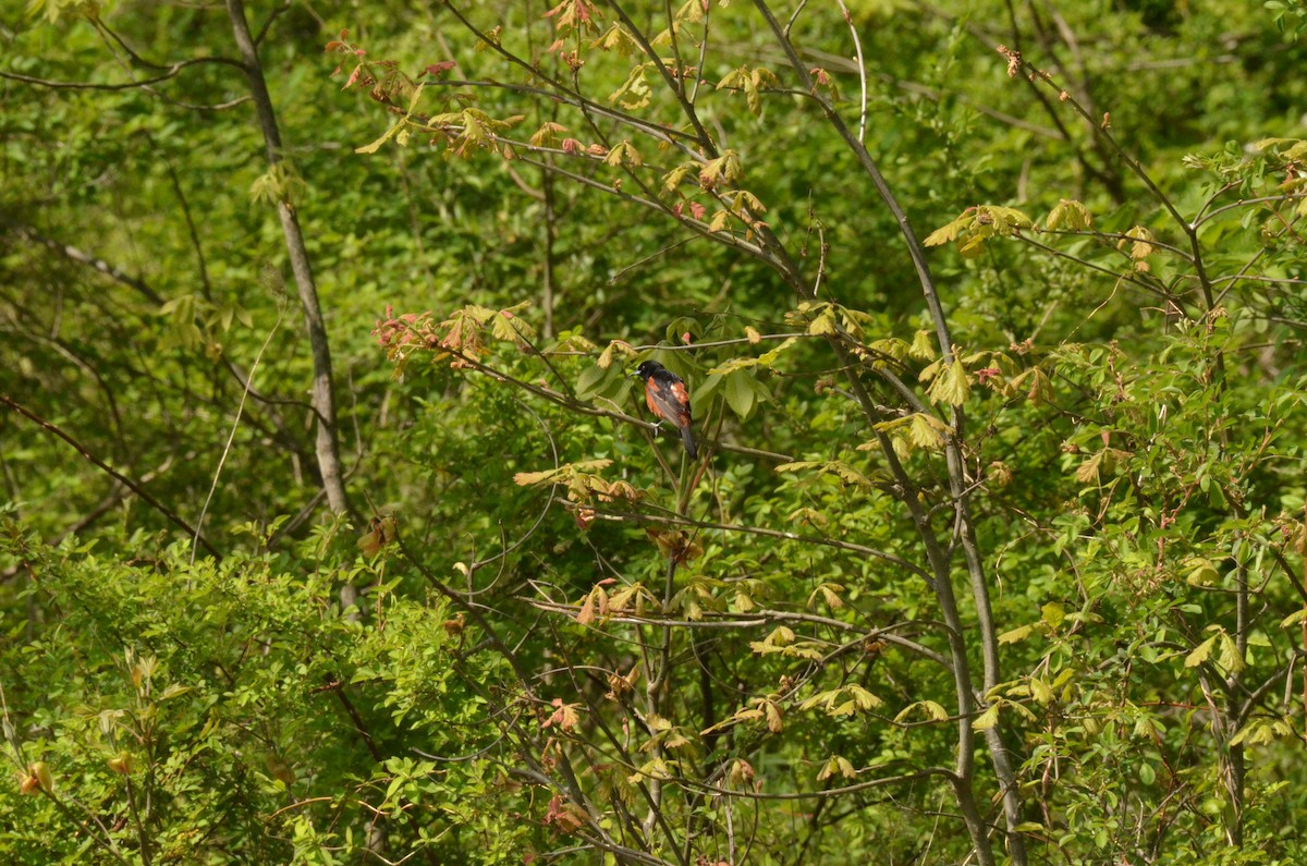 Orchard Oriole - ML580069741