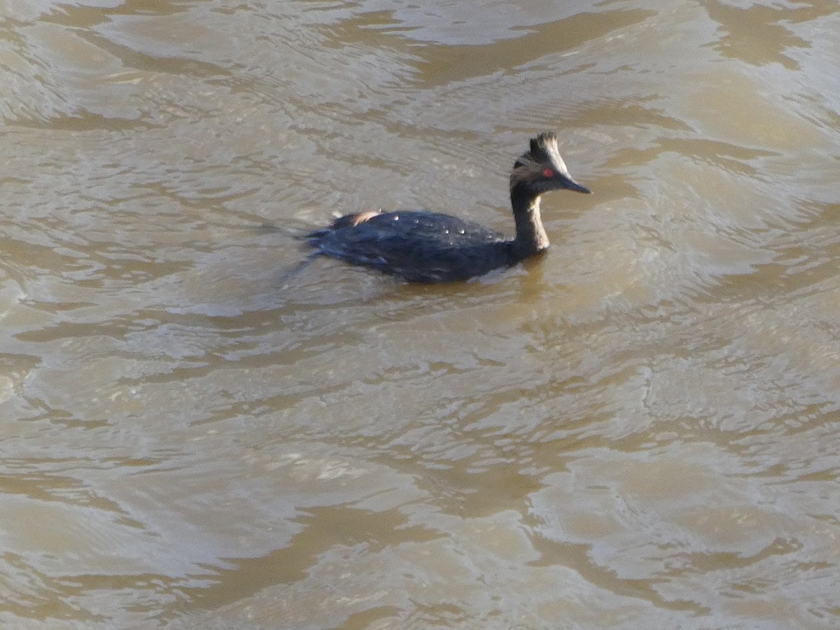 Eared Grebe - ML580070381