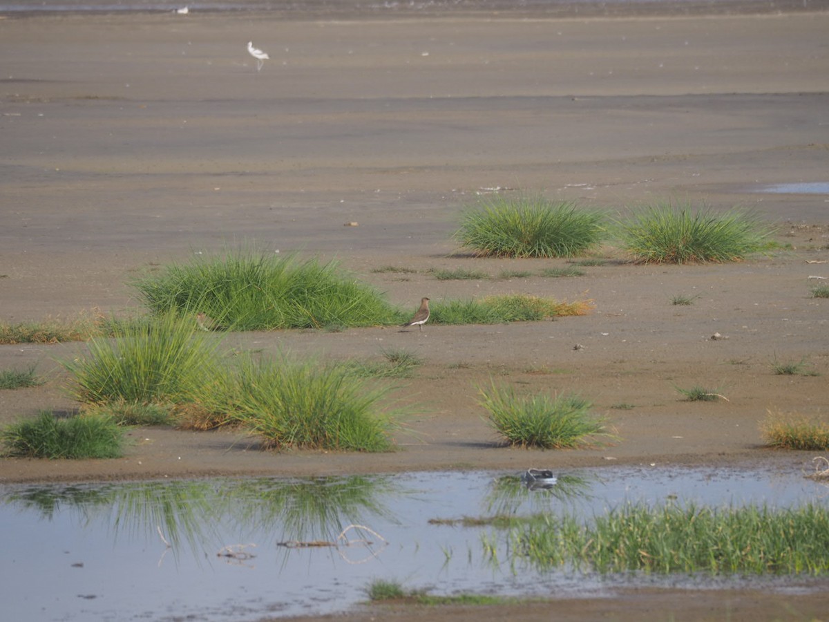 Black-winged Pratincole - ML580070391